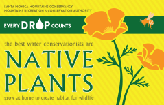 Every Drop Counts: Native Plants